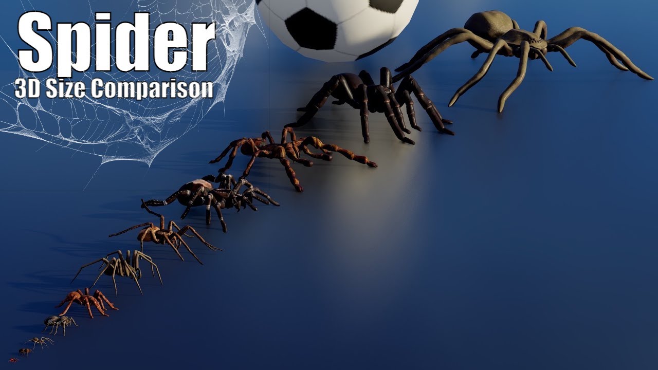 Spider 3D Size Comparison Video 🕷️🌍