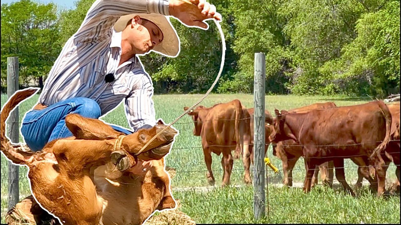 Doctoring Cattle and New Grazing