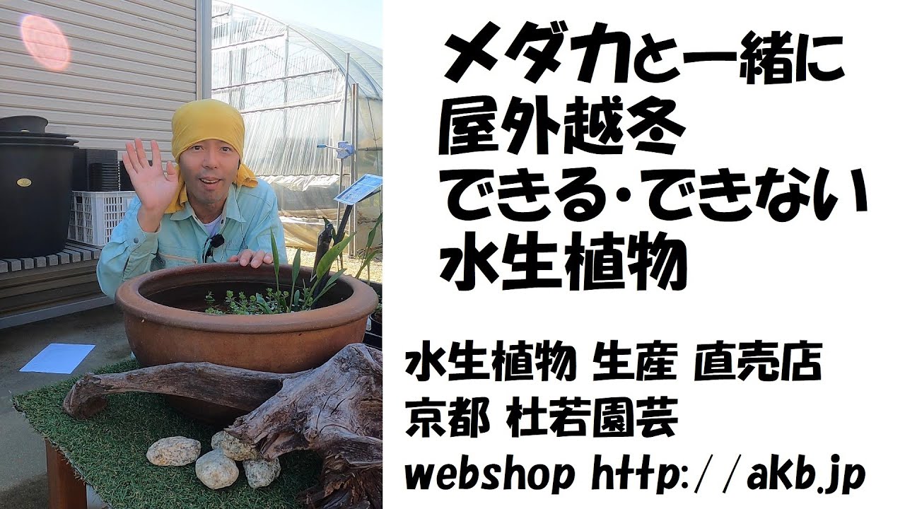 メダカと一緒に屋外越冬できる・できない水生植物