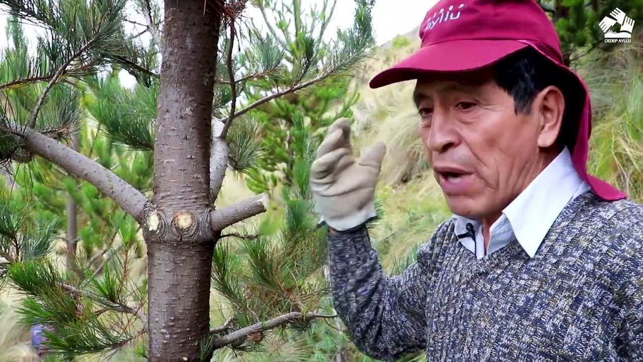 ¿Cómo hacer una adecuada poda de árboles de Pino?