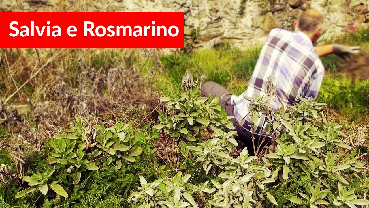 Manutenzione Salvia e Rosmarino