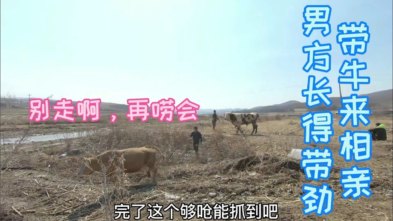 延边农村一家三口带牛去相亲，中介费还得花200块钱？还有这事？ #三农  #农村生活  #热门