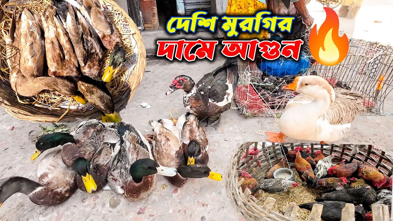কোনাখোলা হাটে মুরগির দাম বাড়ছে নাকি কমছে? পাতি হাঁস-মুরগির বাজার আপডেট