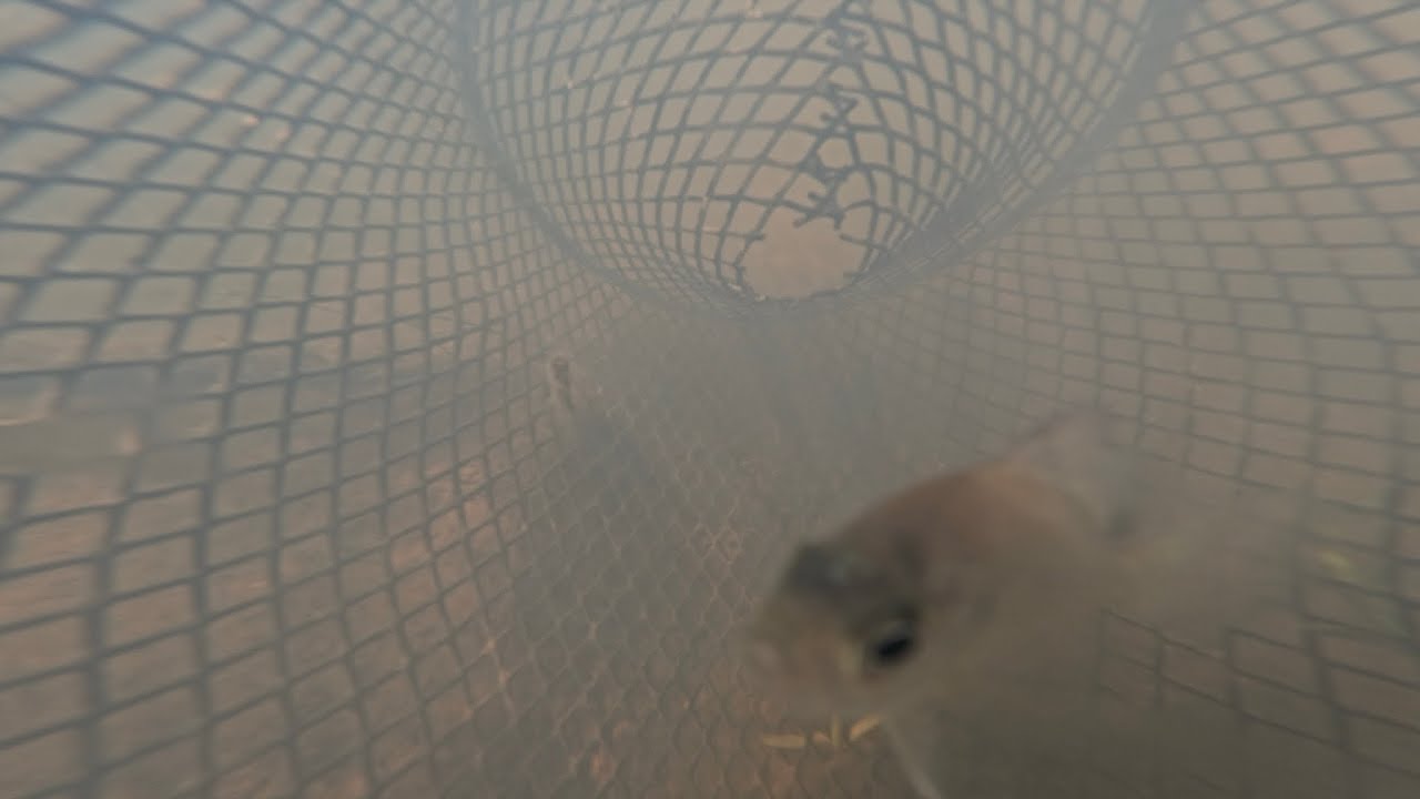 Inside a Minnow Trap