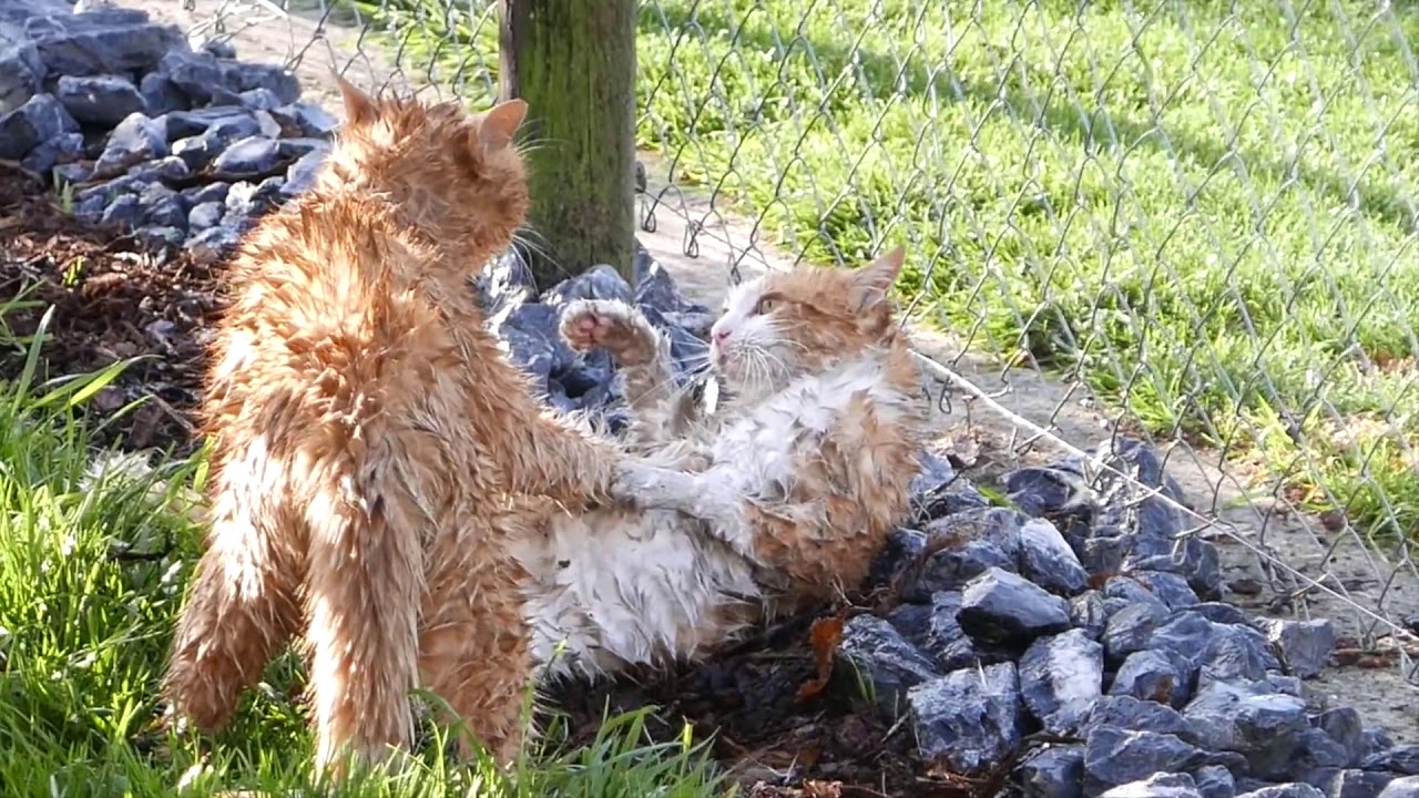 Ultimate cat fights 2019
