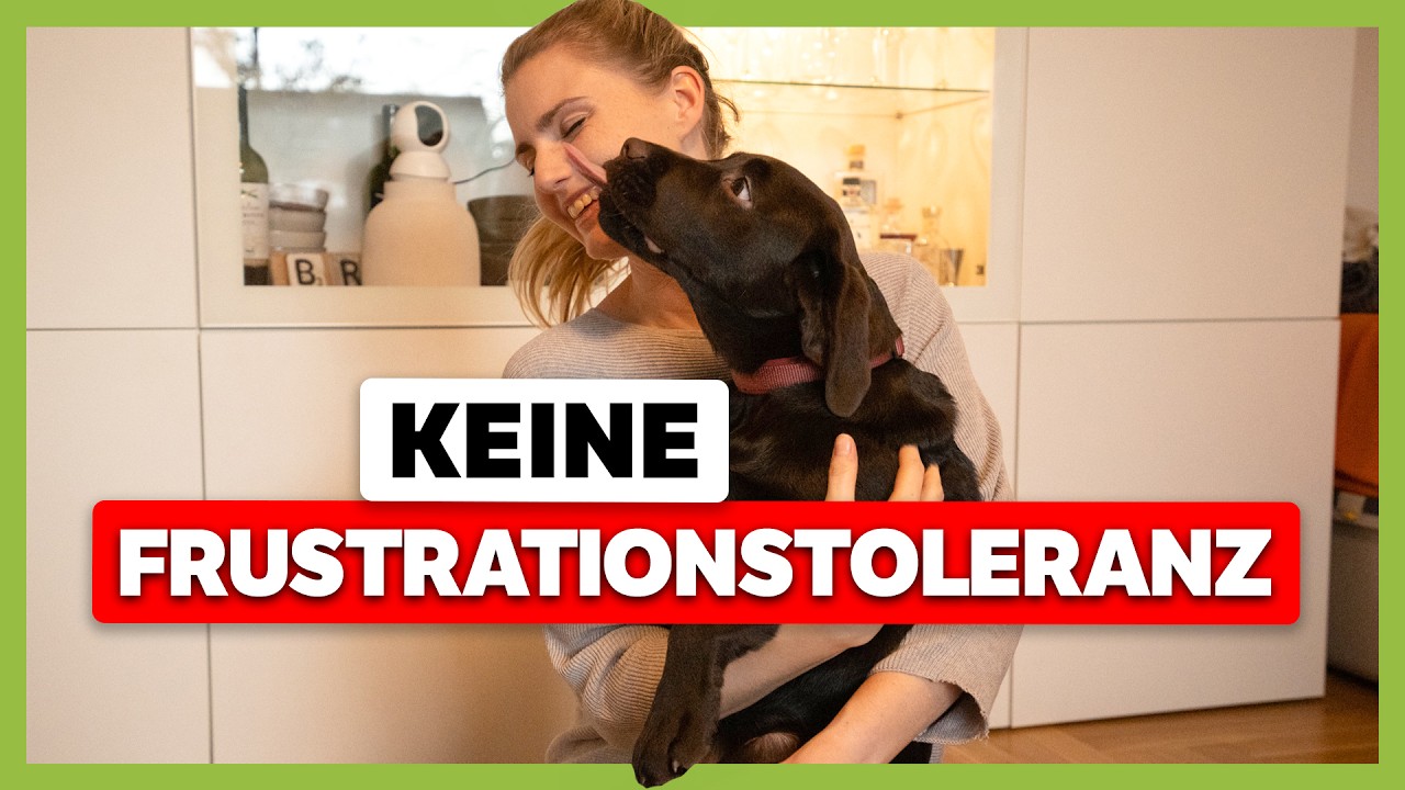 Deckentraining für mehr Frustrationstoleranz: Welpe Tilda bleibt nicht auf der Decke | Live-Training