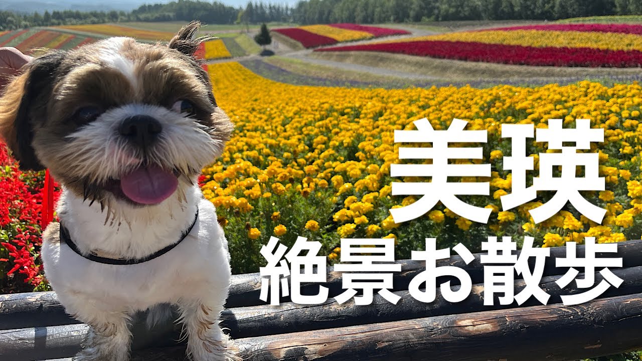 【シーズー犬】マロンの美瑛観光丘めぐり〜四季彩の丘・新栄の丘・北西の丘