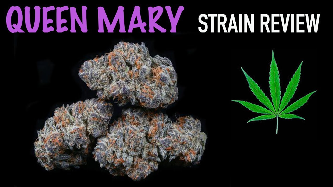 QUEEN MARY 420 STRAIN REVIEW