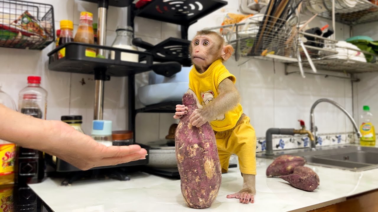 Monkey YuYu obediently asked Mom to make sweet potatoes!