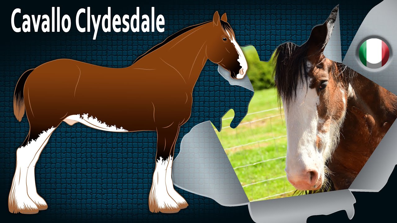 Cavallo Clydesdale, una razza di cavalli da tiro che è l'orgoglio della Scozia, Razze di cavalli