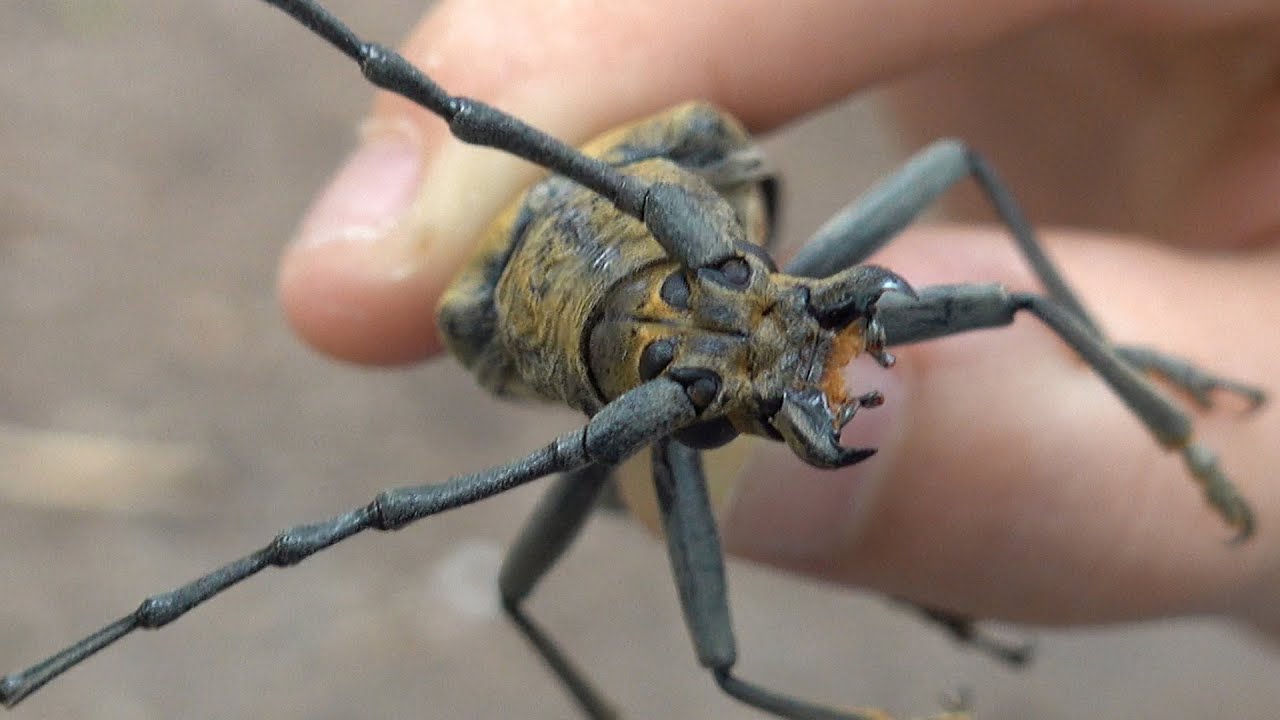ミヤマクワガタがほしいのにミヤマカミキリ Japanese huge long-horned beetle 【カブトムシ・クワガタムシ】