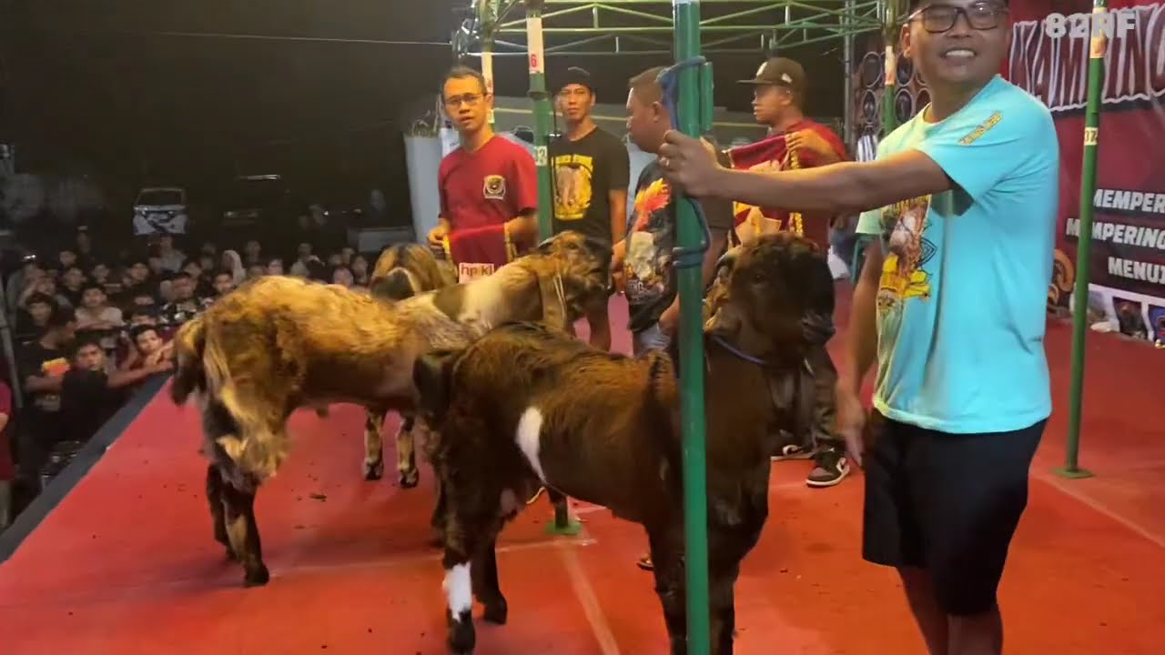 Anak Gareng Sabet Juara1 Kelas C Jantan Kontes Kambing Jerabang Tulungagung 
