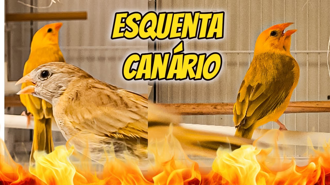 Canário Cantando Para Esquentar
