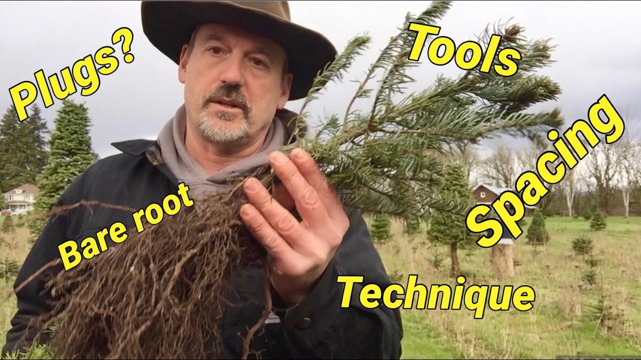 Planting Christmas trees.  How and why