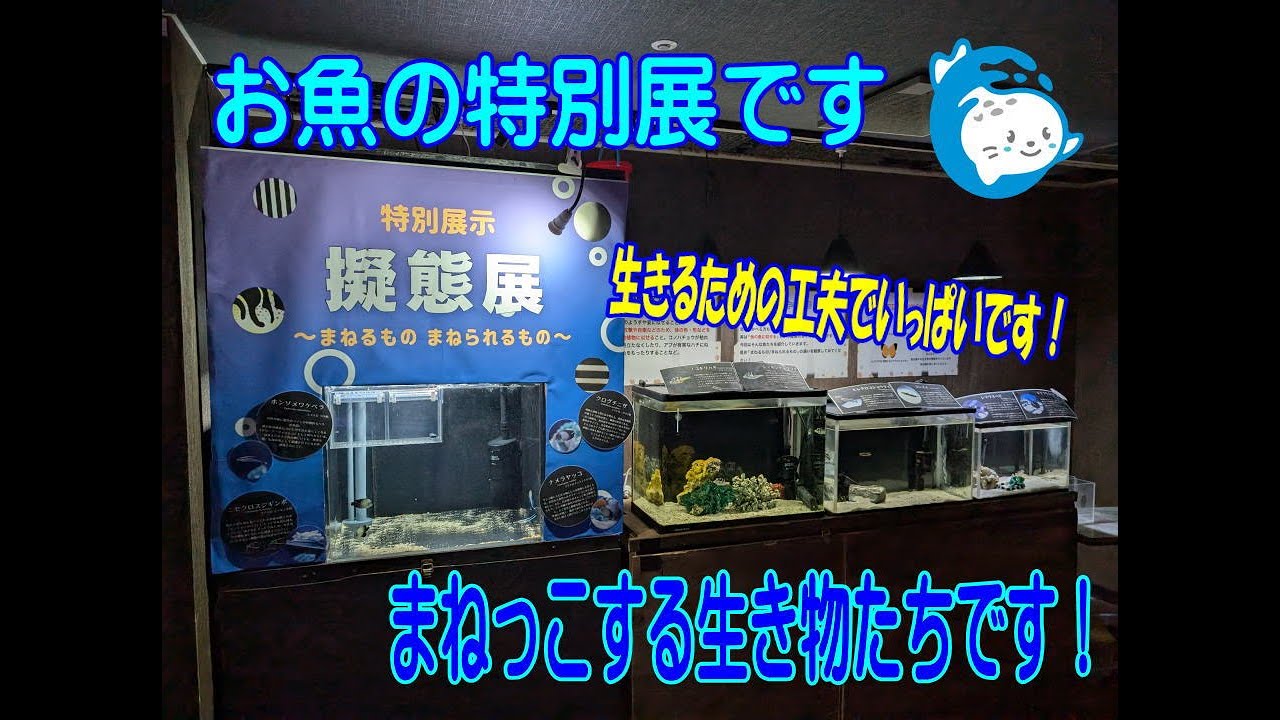 【お魚関連】生きるための知恵ですね！（伊勢シーパラダイス／水族館）