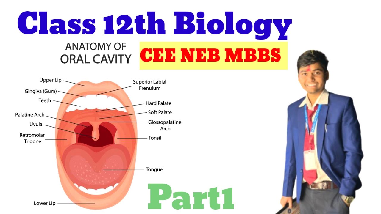 digestive system class 12 biology NEB CEE part1 in nepali