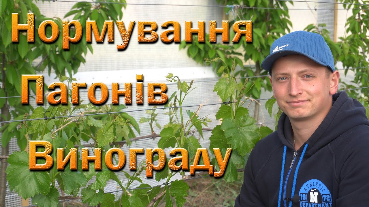 Нормування пагонів винограду. Розрахунок навантаження на різних сортах винограду