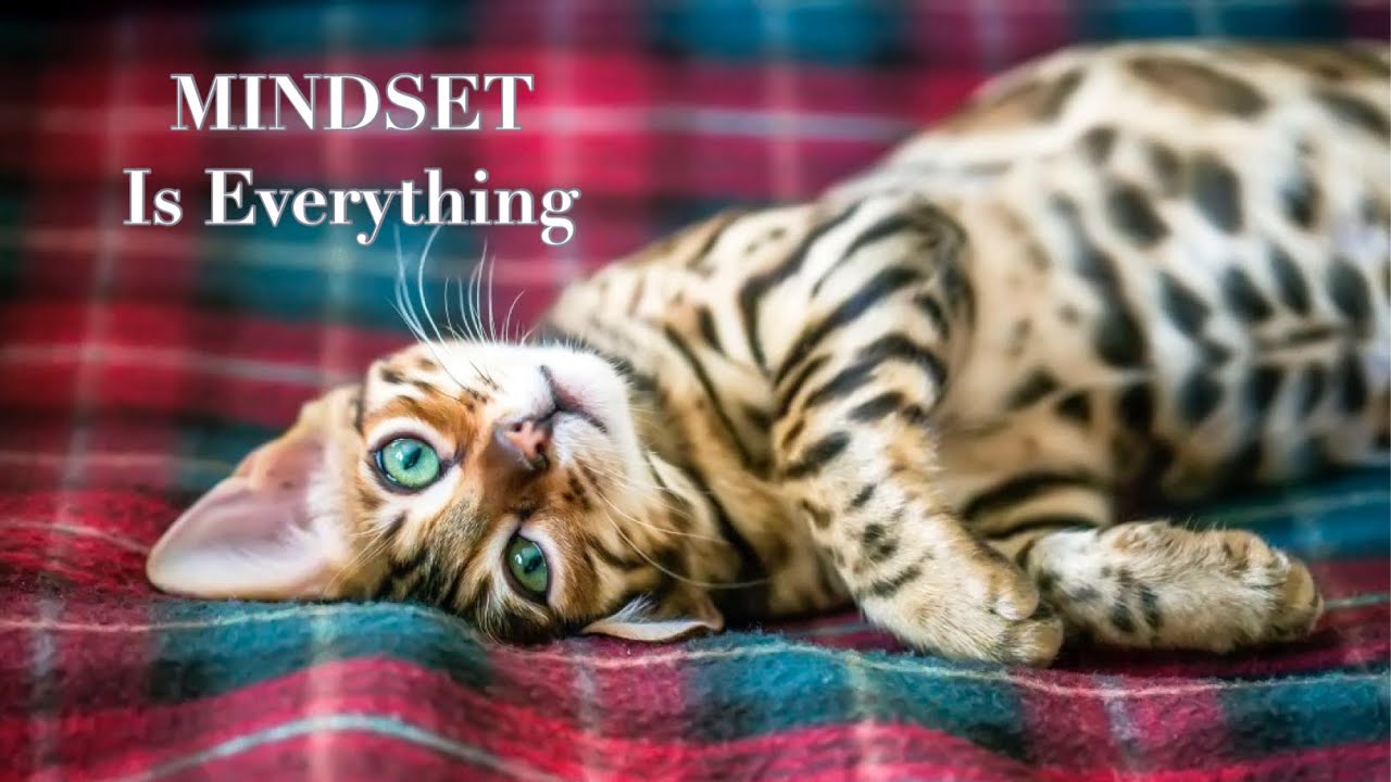 Mindset is Everything 30 min| Meditation Music, Sleep Music, Study Music Energy Cleanse Music,