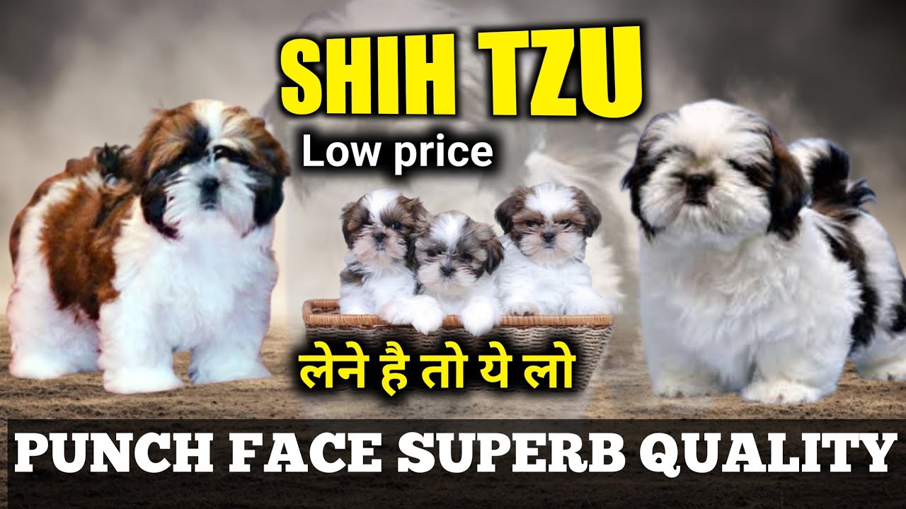Ultimate Shih Tzu puppies for sale | Tri color shih tzu 