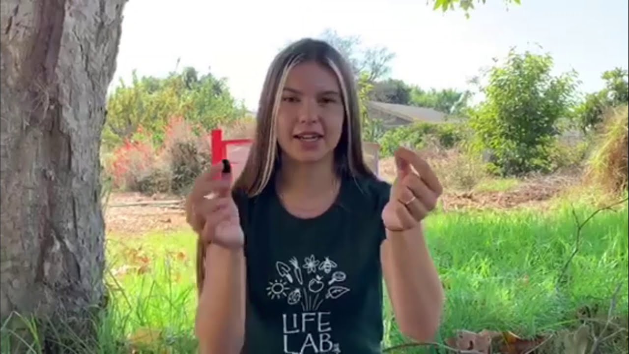 Samara Seeds - Make a Flying Seed!
