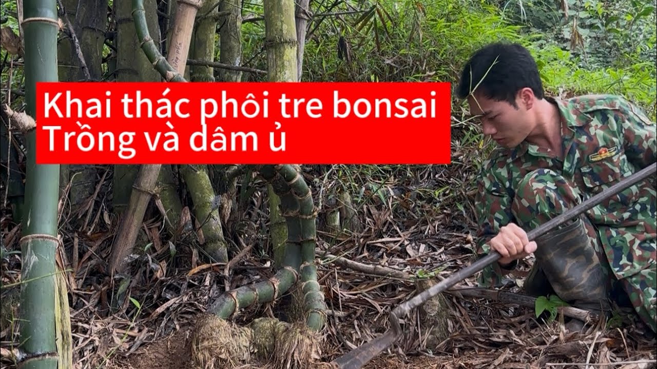 Khai thác phôi tre bonsai về trồng dâm ủ 