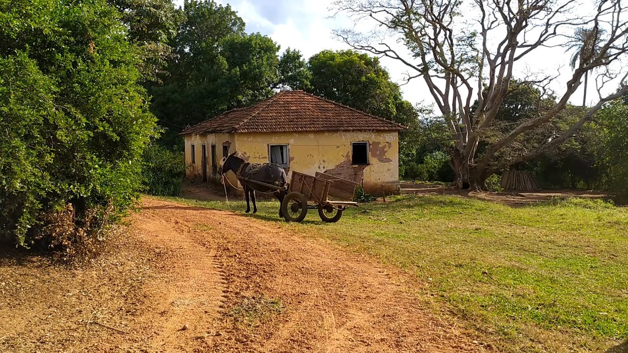 Sitio completo com cria&ccedil;&otilde;es animais &aacute;rvores humildade capador de porco Zona Rural paisagem