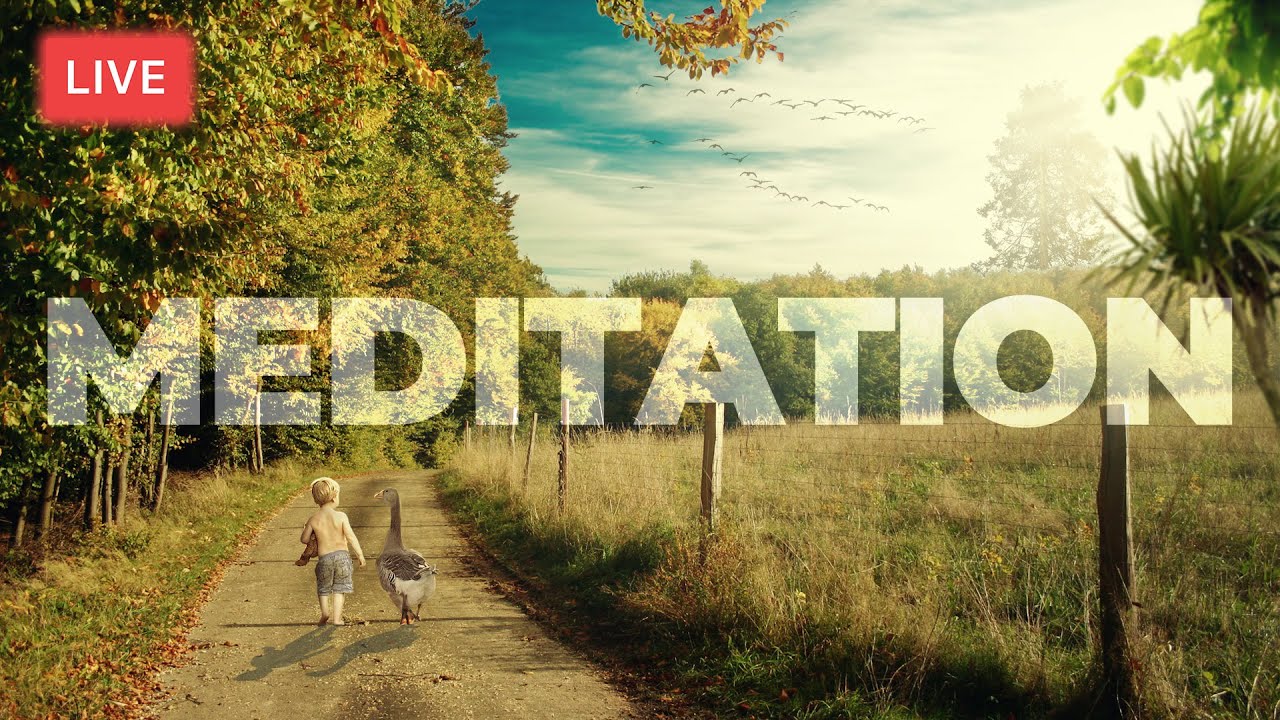 Meditation Music Radio Station - Songs to Relax, Work, Enjoy - Authorial Music | Lofi Cat Music
