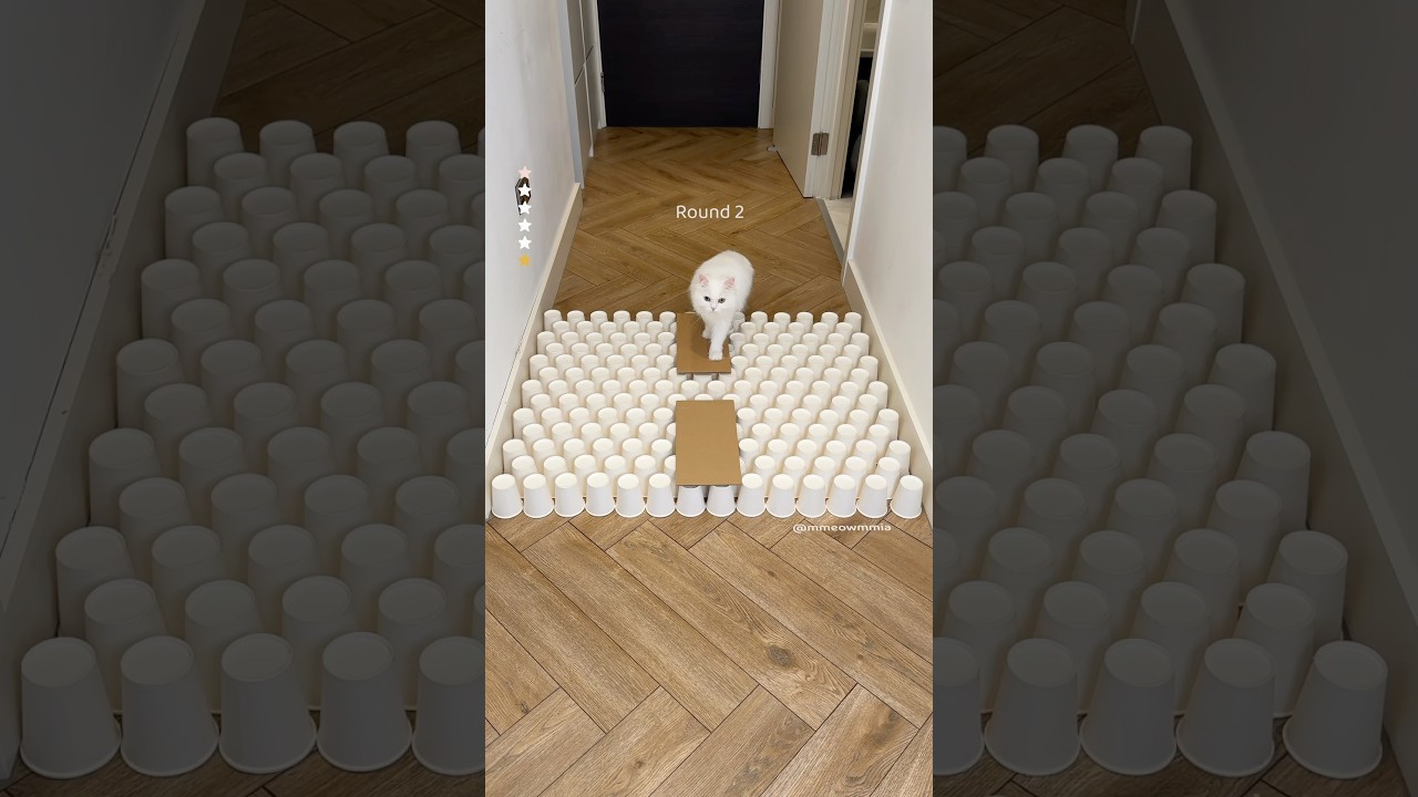 🥹 Mia&rsquo;s last challenge in our old corridor 🤍 #cat