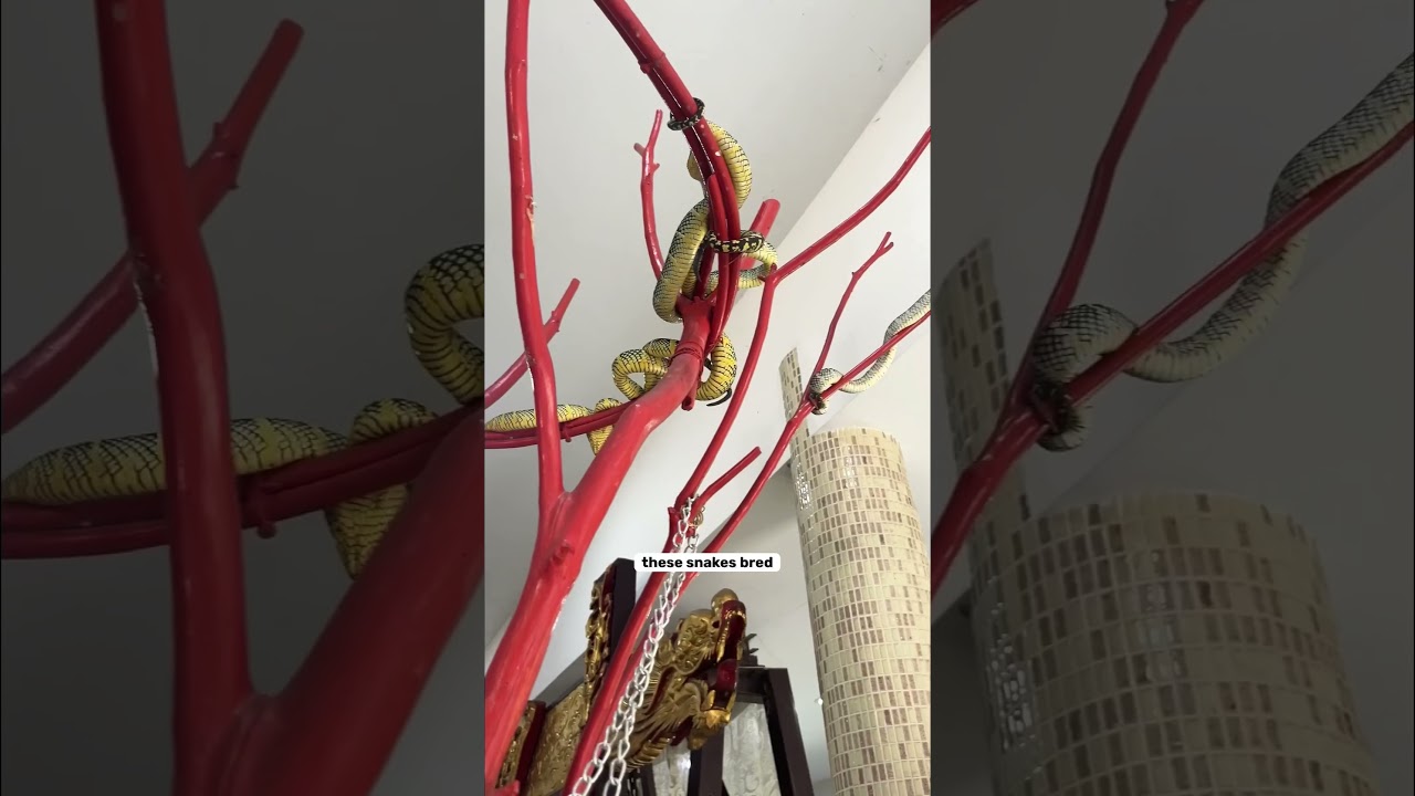 📍Snake temple penang #snake #snakes #snakevideo #snaketemple #malaysia #penang #nature #travel