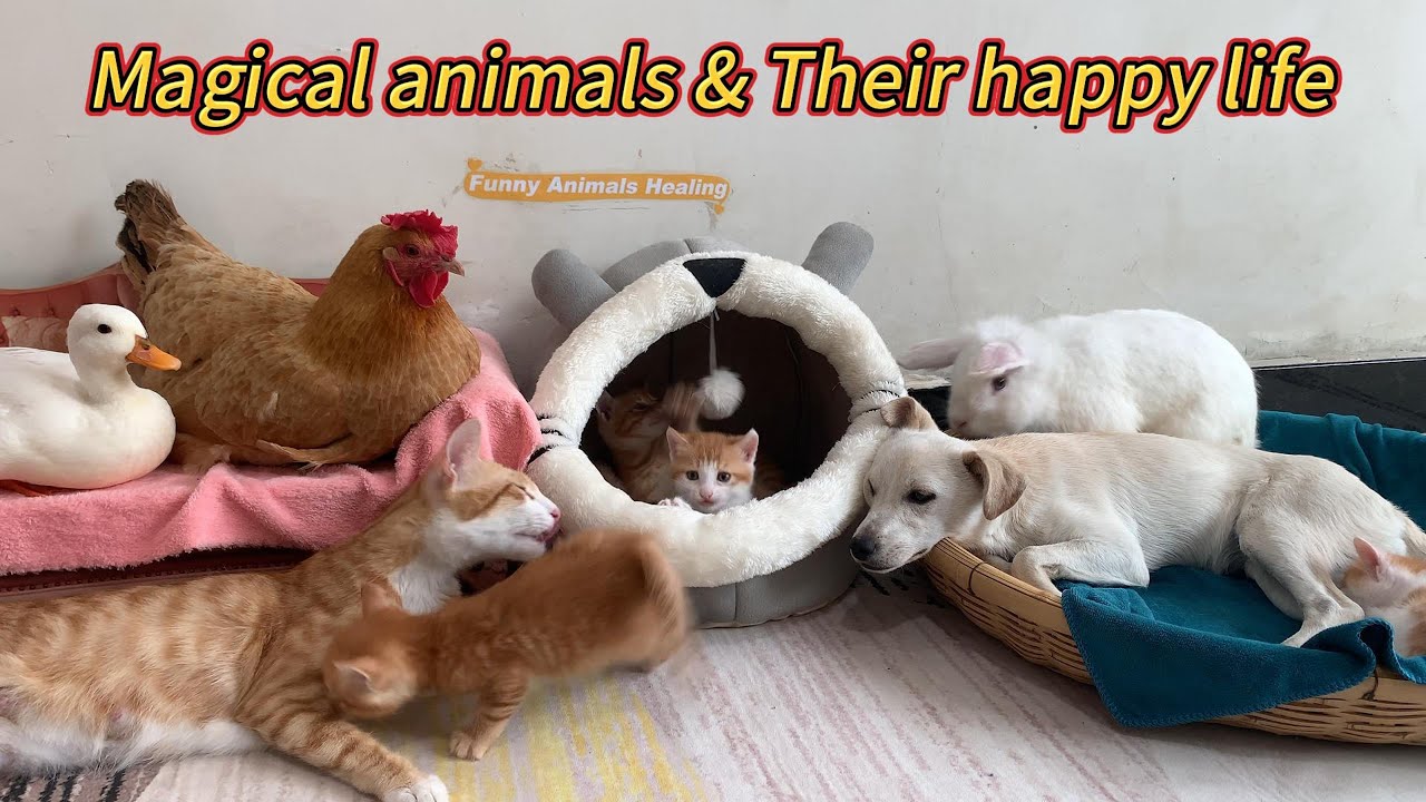 So funny! The puppy becomes a qualified nanny!The puppy takes good care of the kittens!Live in peace
