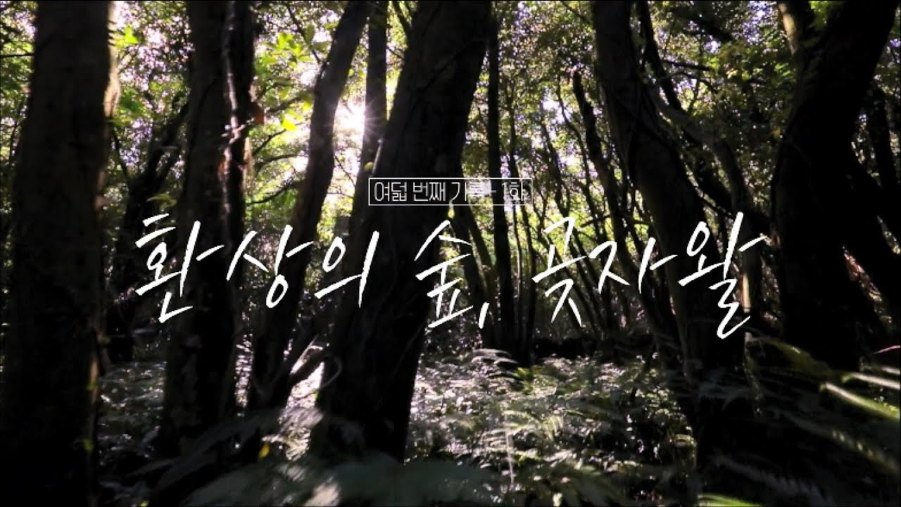 이상, 제주 [환상의 숲, 곶자왈] KBS제주 231114방송