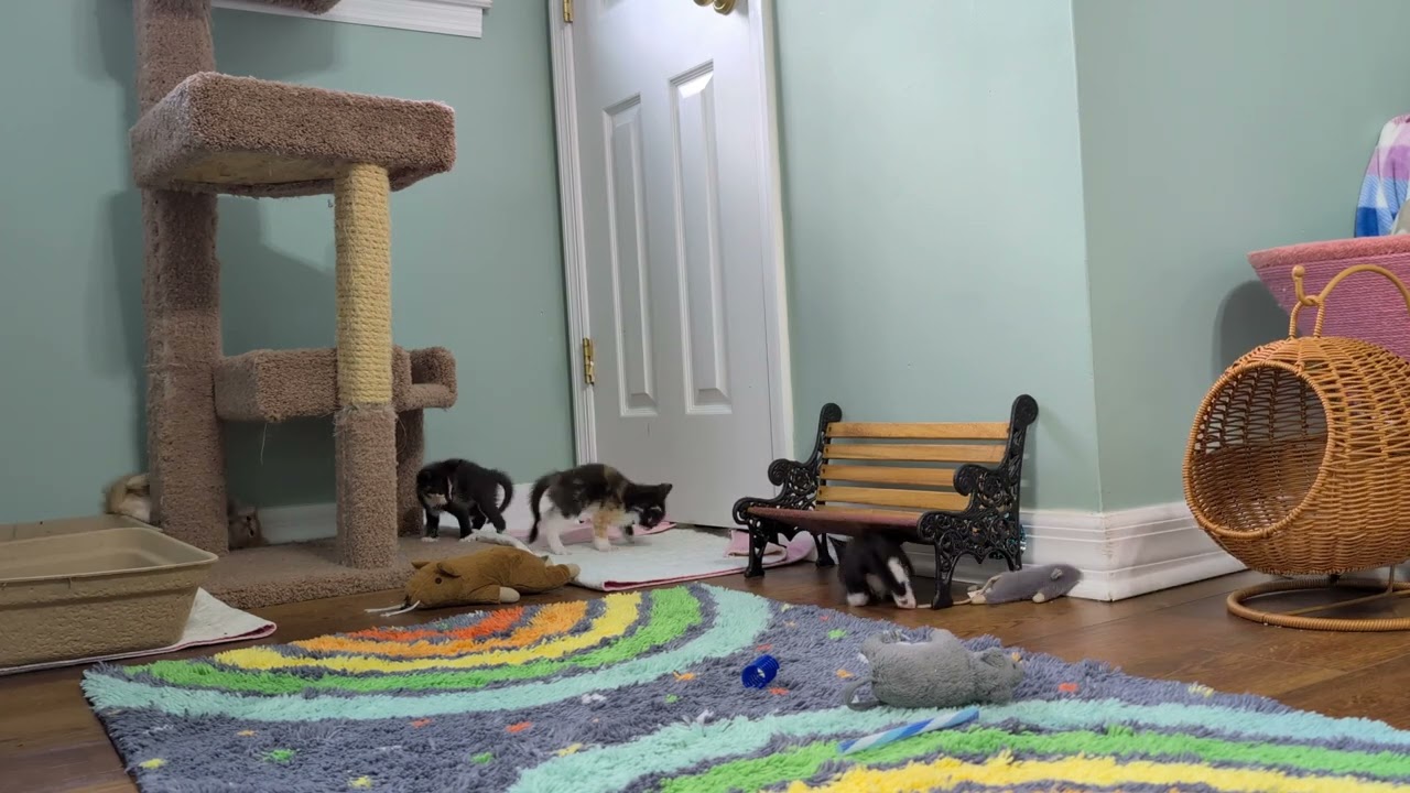 Greek Chorus: Nearly 6 minutes of kitten shenanigans & hijinks