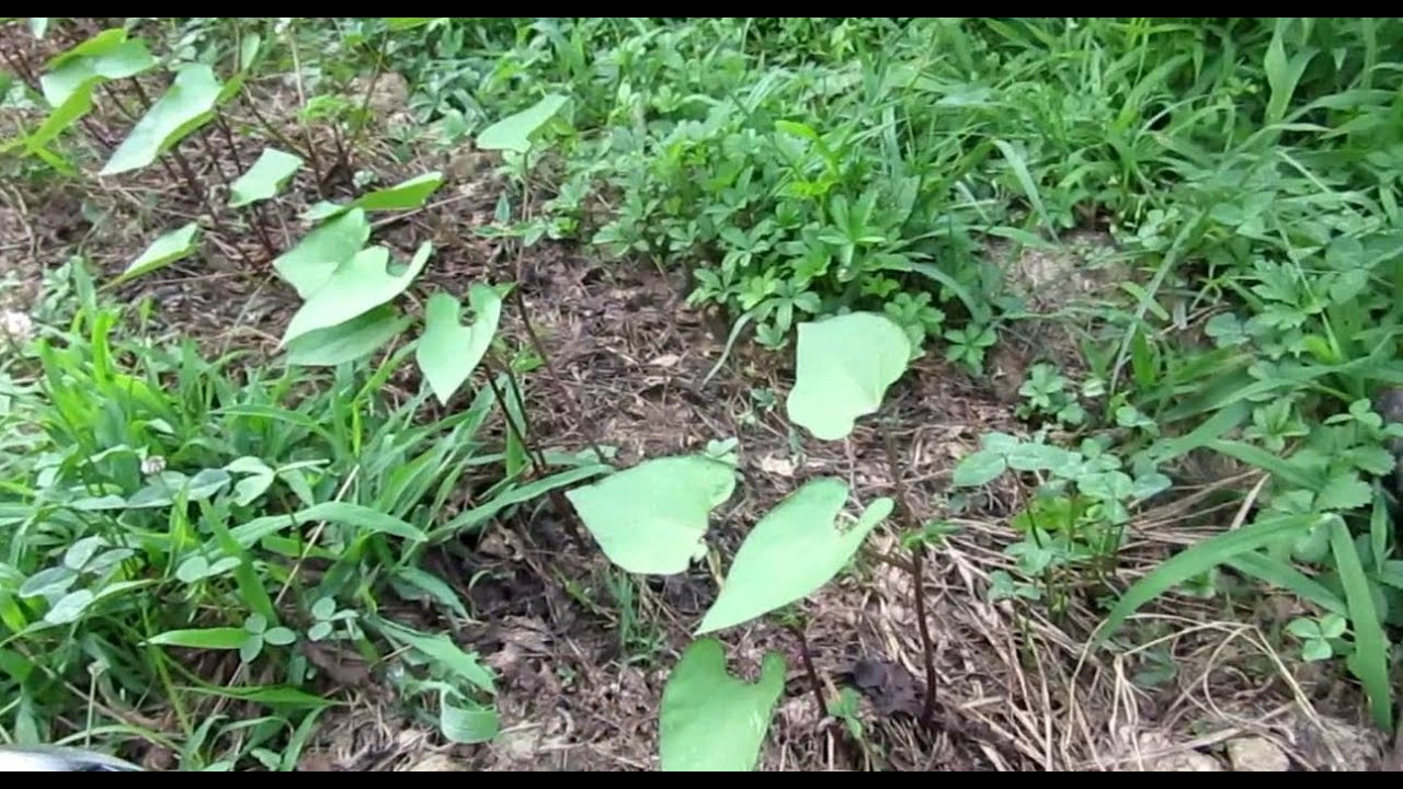 Fagiolini - Semina a Scalare per l'Autunno #ortovlog