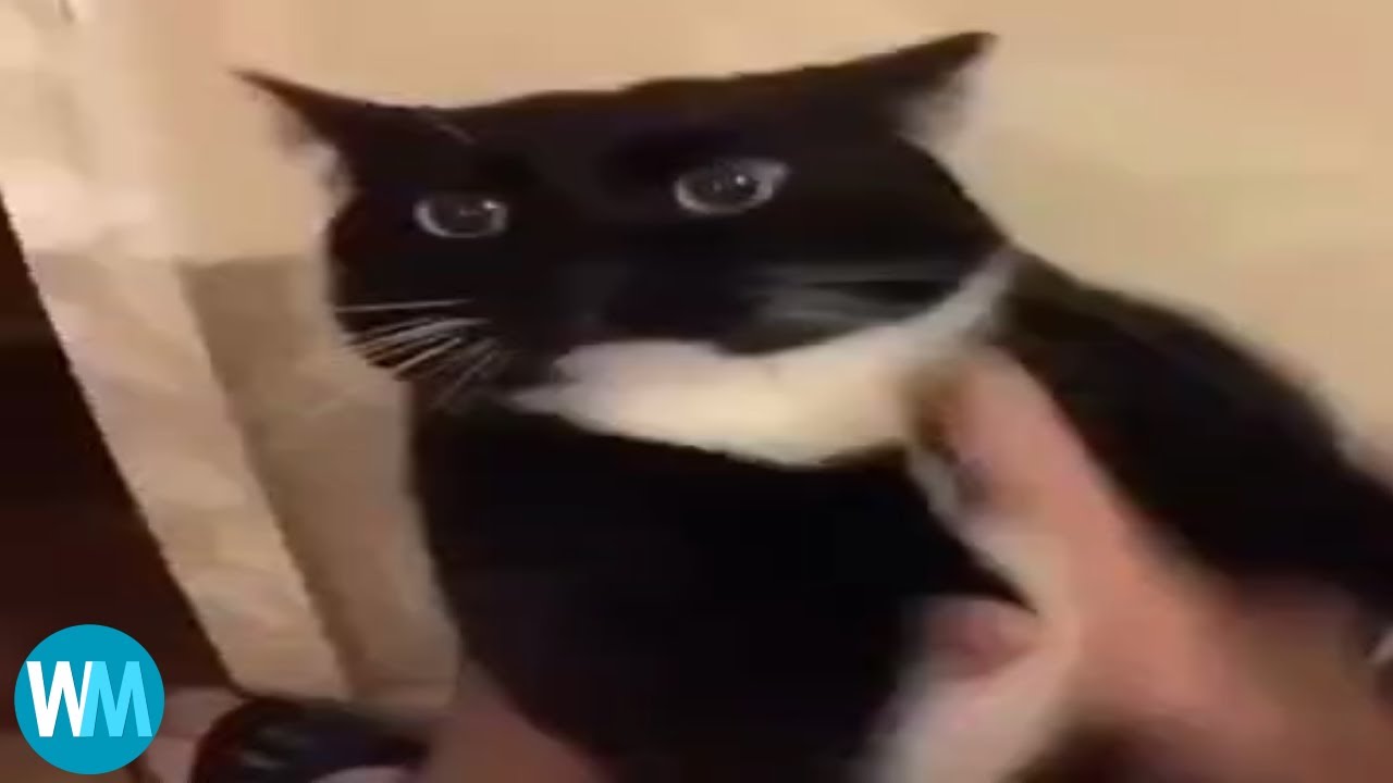 Top 5 Cat