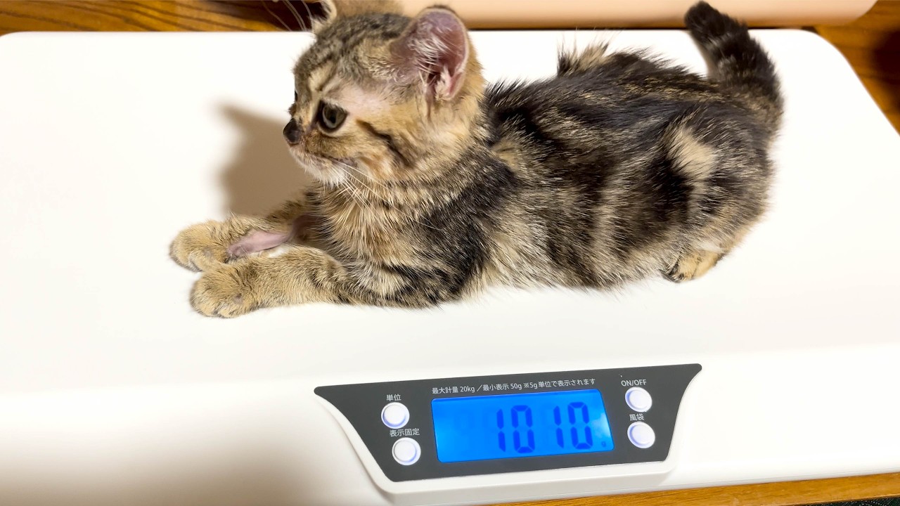 大きくなれない子猫がついに1㎏超え！しかし悲しい事件が起きてしまいました。