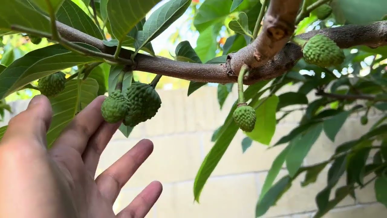 It’s Been Awhile: Atemoya/Cherimoya Update, Thinning Fruits, July 2024. Best Season Ever!!!