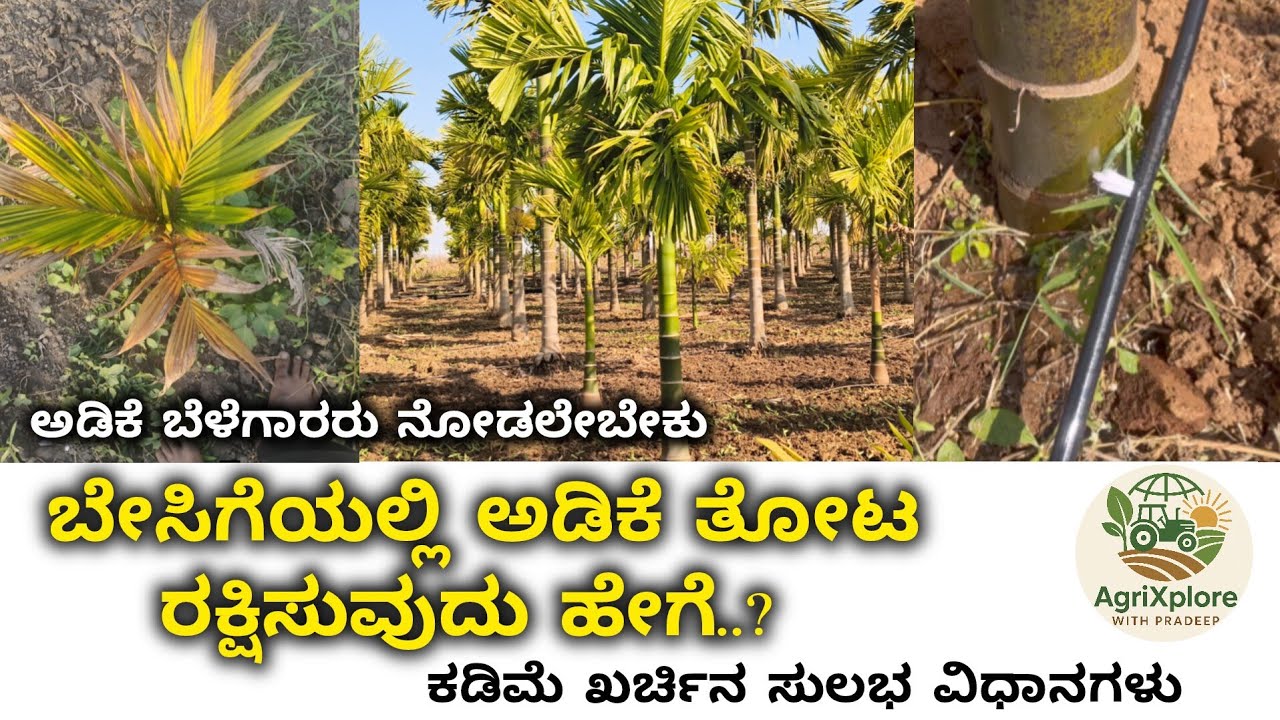 ಬೇಸಿಗೆಯಲ್ಲಿ ನಿಮ್ಮ ಅಡಿಕೆ ತೋಟ ಉಳಿಸಿಕೊಳ್ಳಲು ಈ ವಿಧಾನಗಳನ್ನು ಅಳವಡಿಸಿಕೊಳ್ಳಿ | Summer Management of Arecanut