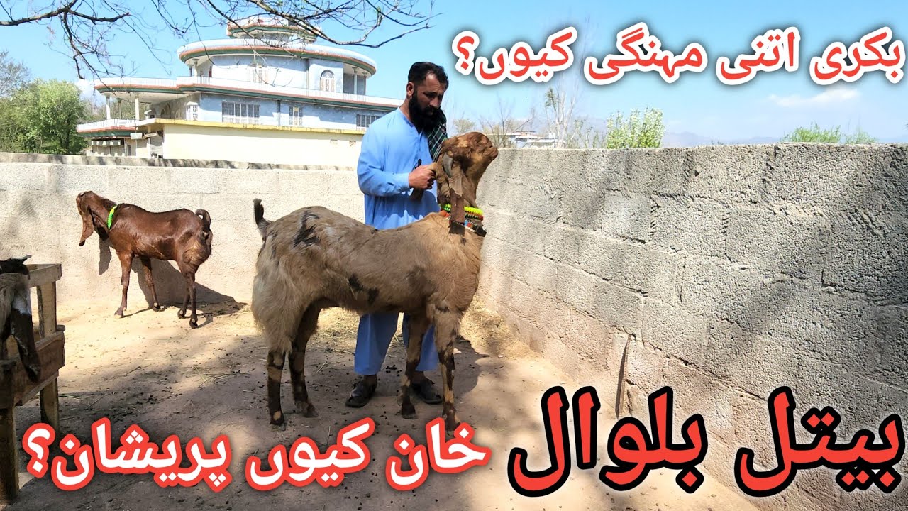 Top quality balwal goats for sale at cheapest price || Sindhi bakri #goats 