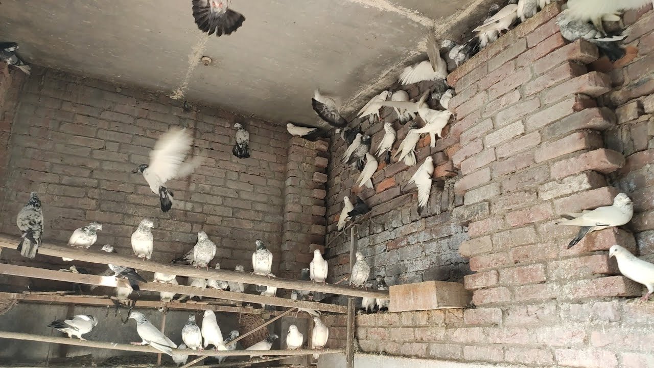 highest loft in kanpur | haseen bhai k kalpare, kaldumme, kalsere or rangbirange nisawre kabutar