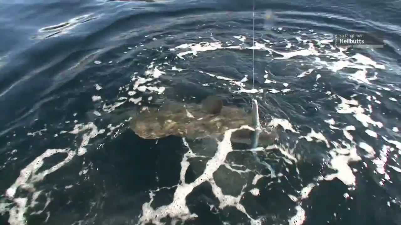 Kveite Jig by Kay Deutschland: Kapitaler Heilbutt im Drill (Sänger/Aquantic)