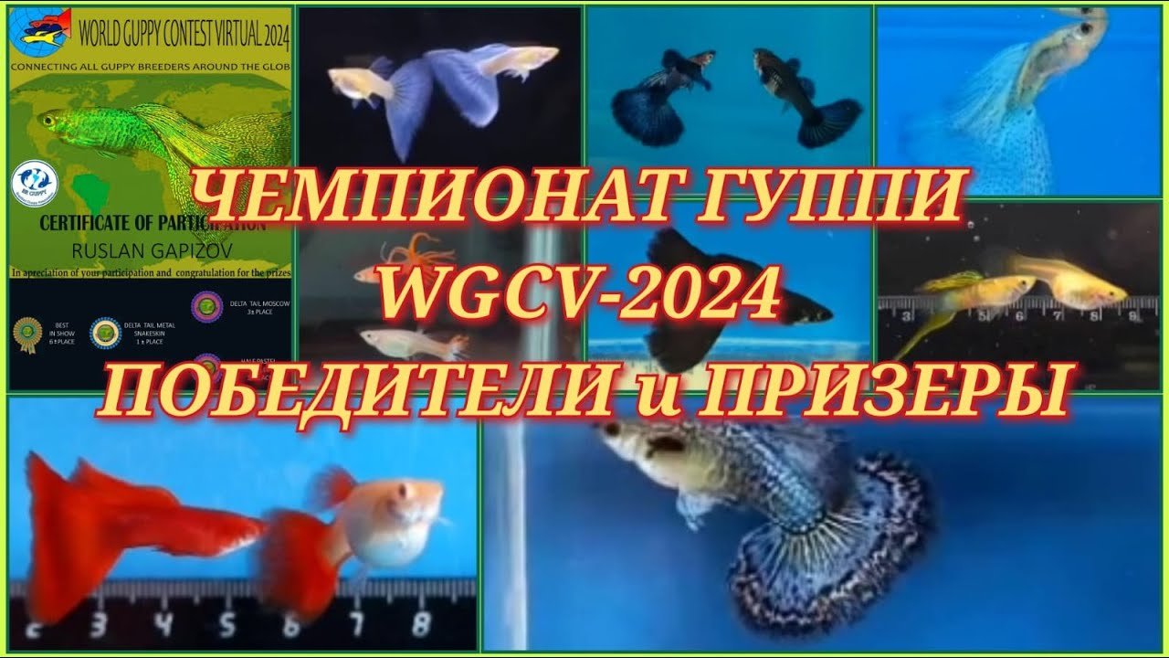ИТОГИ WGCV-2024 / ВСЕМИРНОГО ВИРТУАЛЬНОГО КОНКУРСА ГУППИ – 2024/ПОБЕДИТЕЛИ, ПРИЗЕРЫ и УЧАСТНИКИ ШОУ