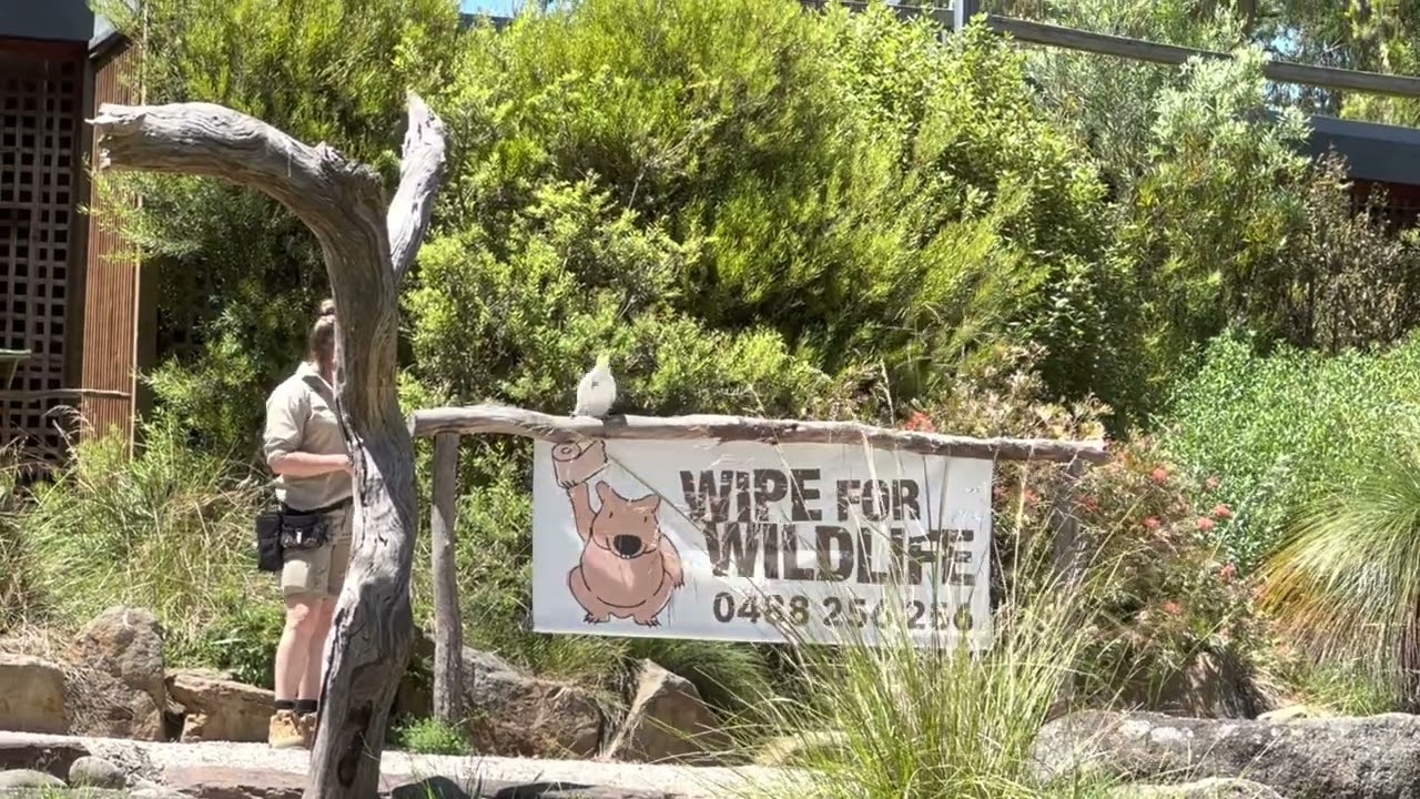 Healesville Sanctuary Bird show Australia
