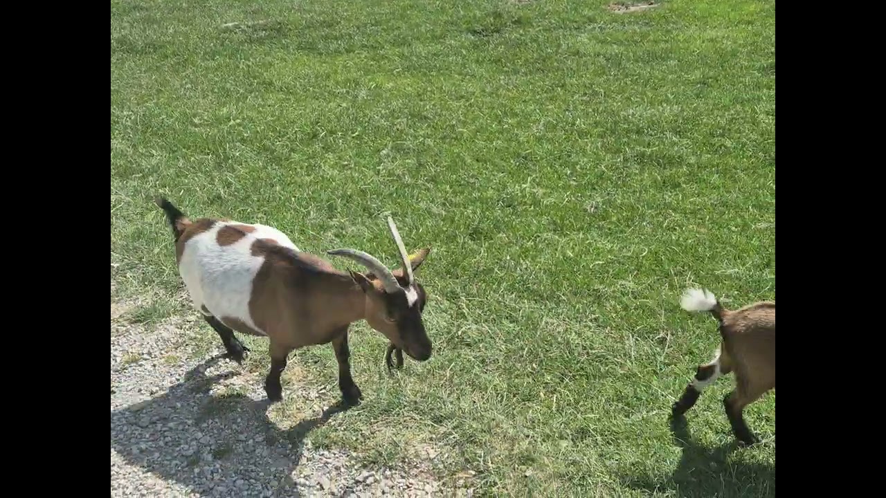 A herd of cute goats at Wildpark Aurach near Kitzbühel, Austria 