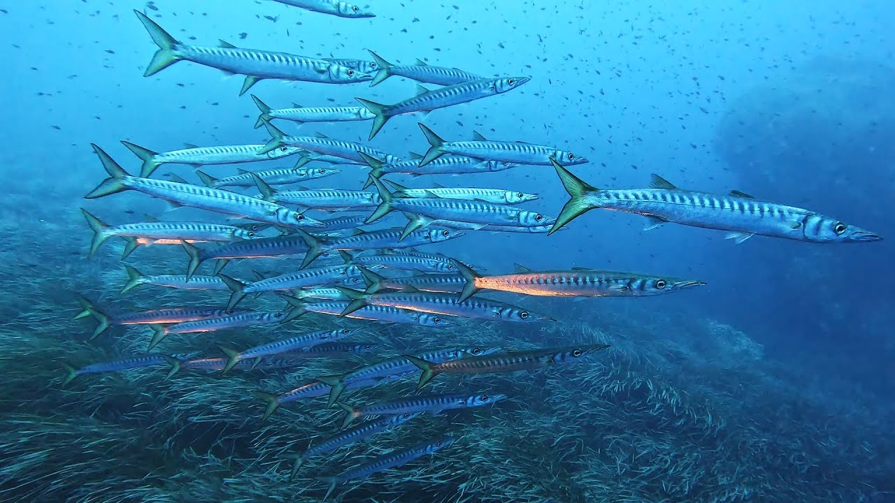 Diving around Ustica, Sicilia, Italia