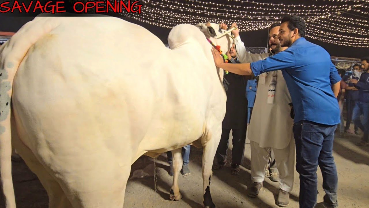 i 15 Mandi 2024 - Vip Tents Opening - Cow Mandi 2024 - Bakra Mandi 2024 - Fateh Jang Bulls 2024