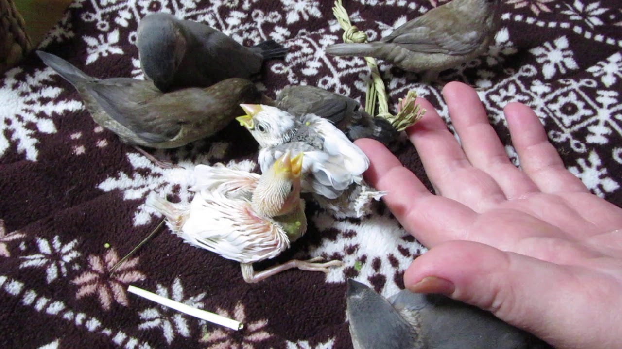 【文鳥屋】文鳥と十姉妹とりあわせ