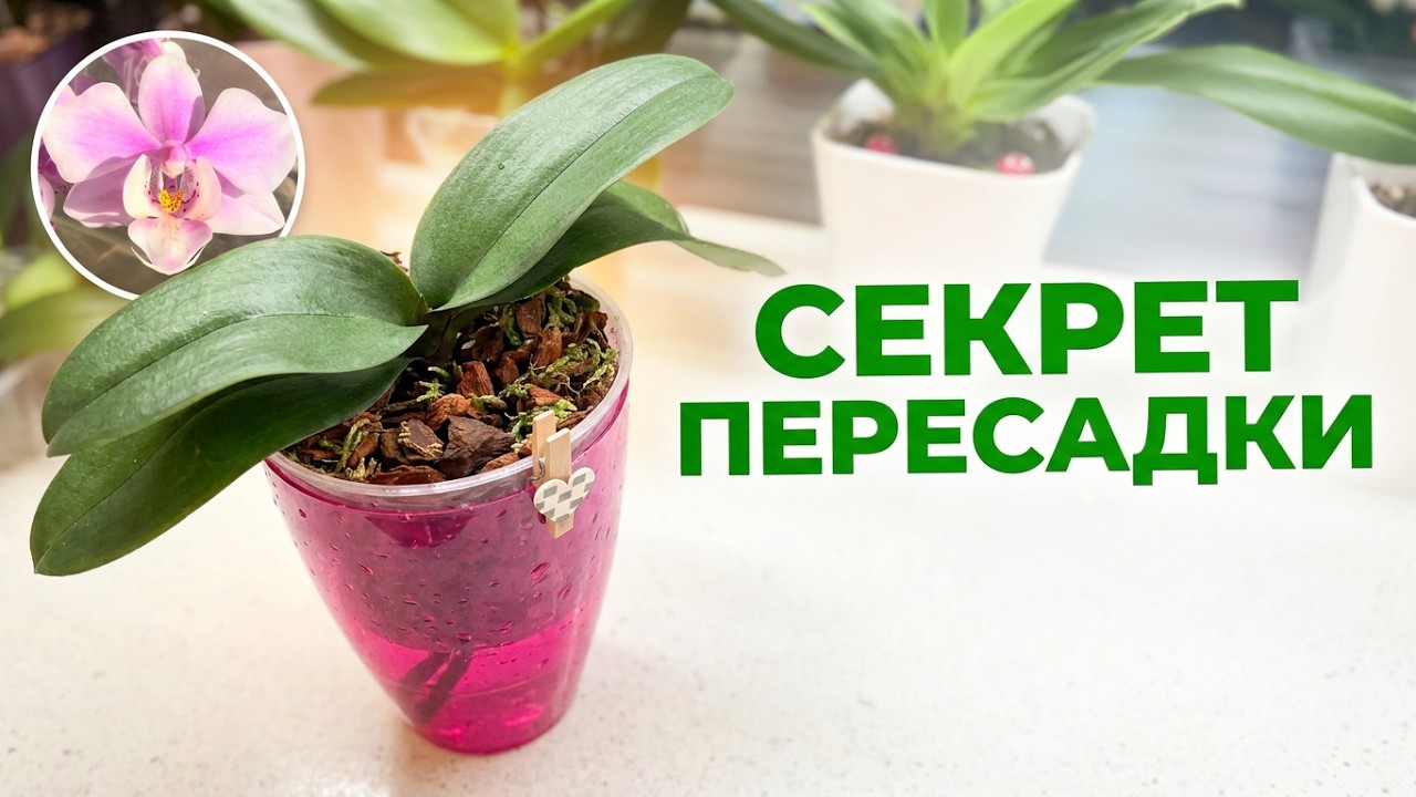 Весенняя пересадка орхидеи от Profar 🙃 Орхидея Phal. Allura 'Lady Margaret II' 🪴  #orchid #орхідеї
