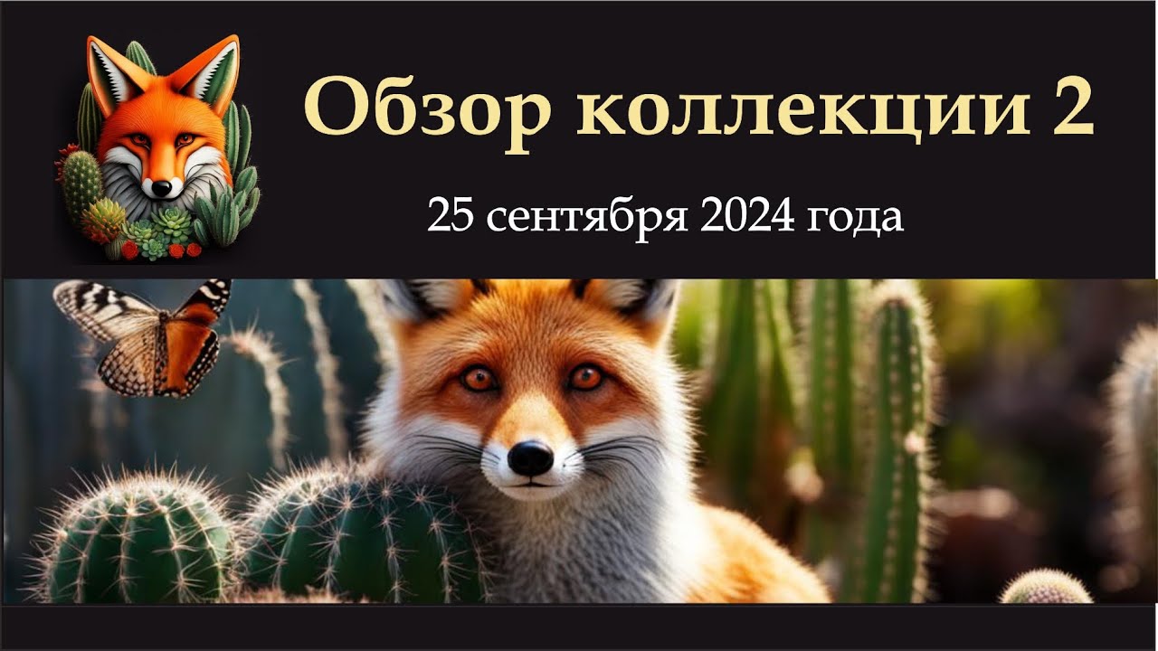 обзор коллекции 2.  25 сентября 2024 года. Кактусы, литопсы, остальные суккуленты, эуфорбии, гуэрнии