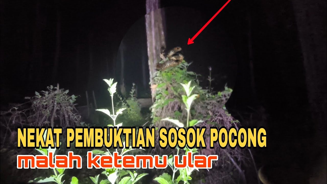 Serem!! Nekat Ke Hutan  Sering Muncul Penampakan Pocong// Malah Ketemu Ular