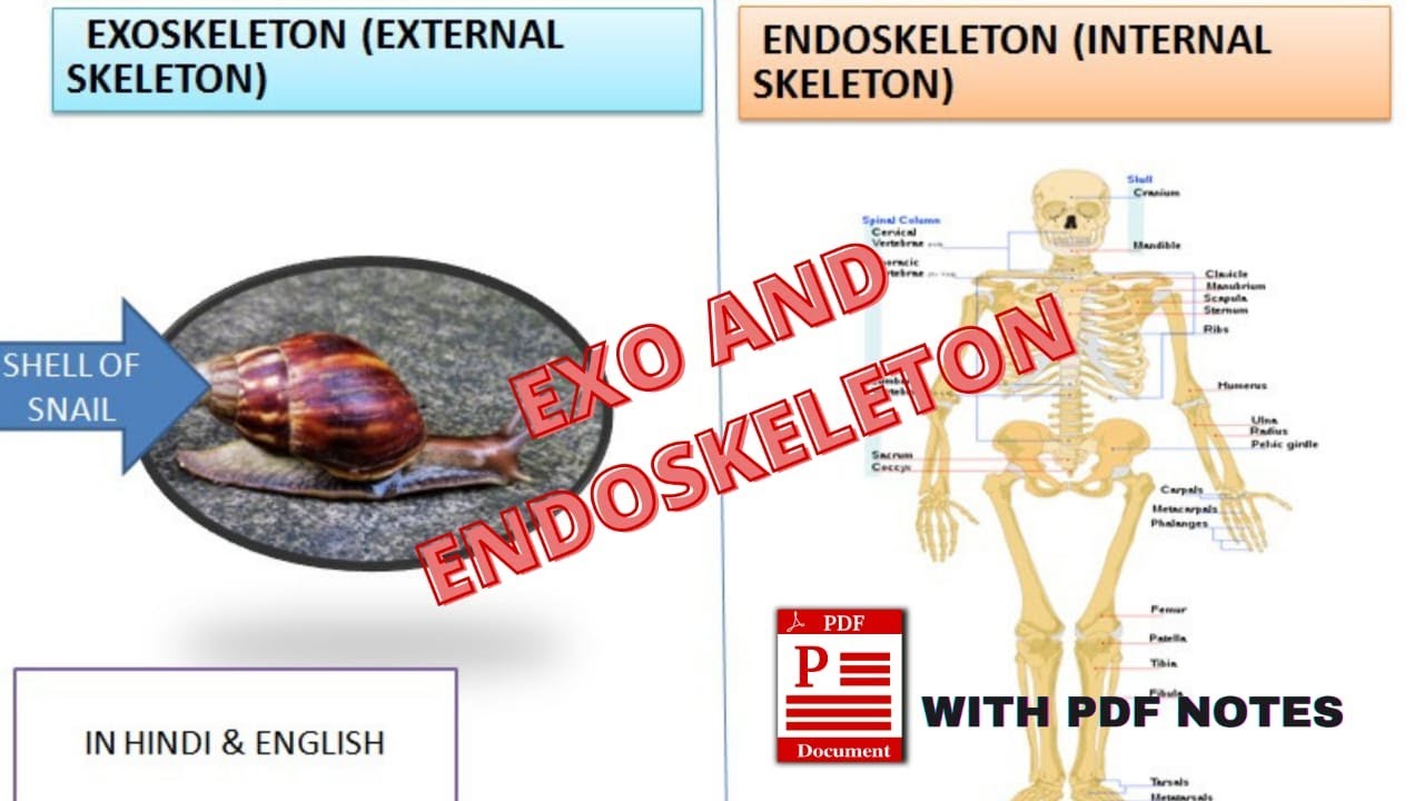 EXO AND ENDO SKELETON || IN HINDI & ENGLISH